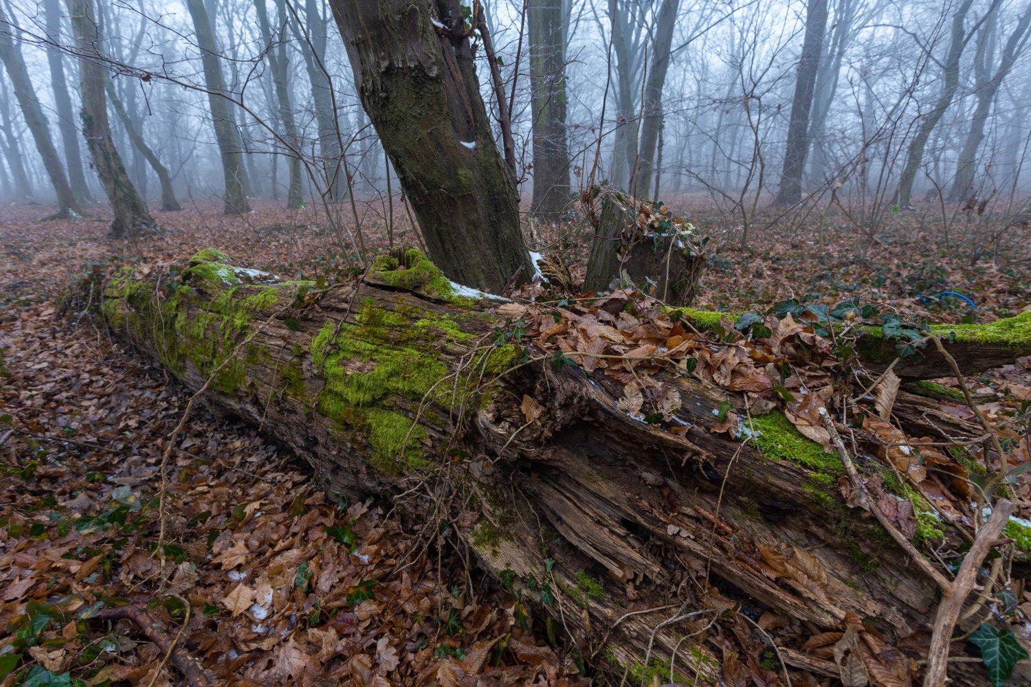 Brush Removal in Southwest Ohio