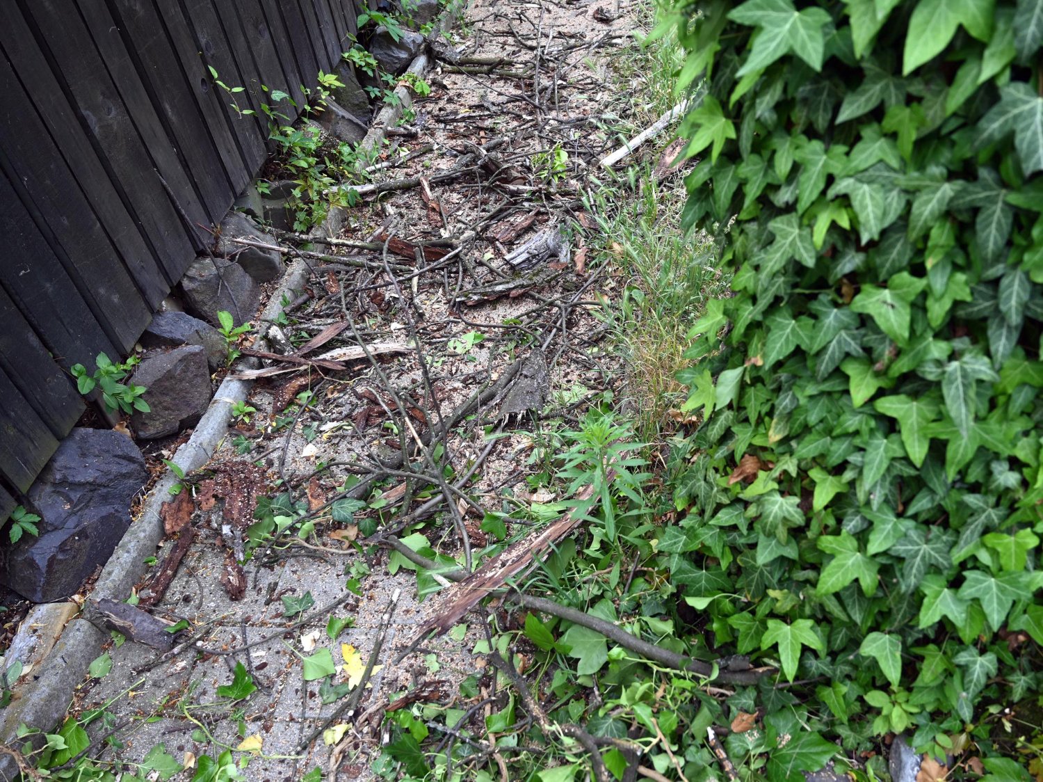 Overgrown Property Clearing in Southwest Ohio