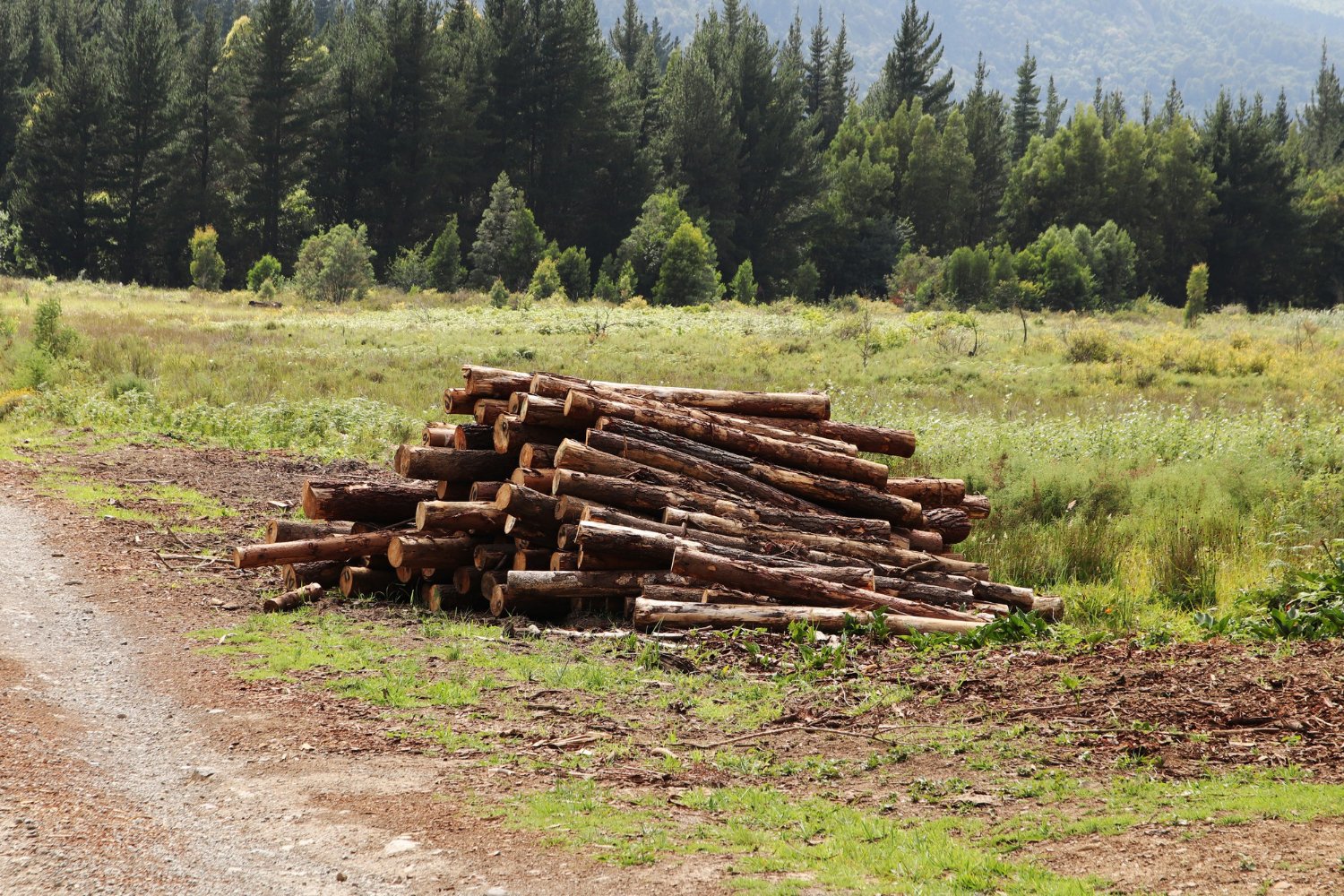 Forestry Mulching in Southwest Ohio